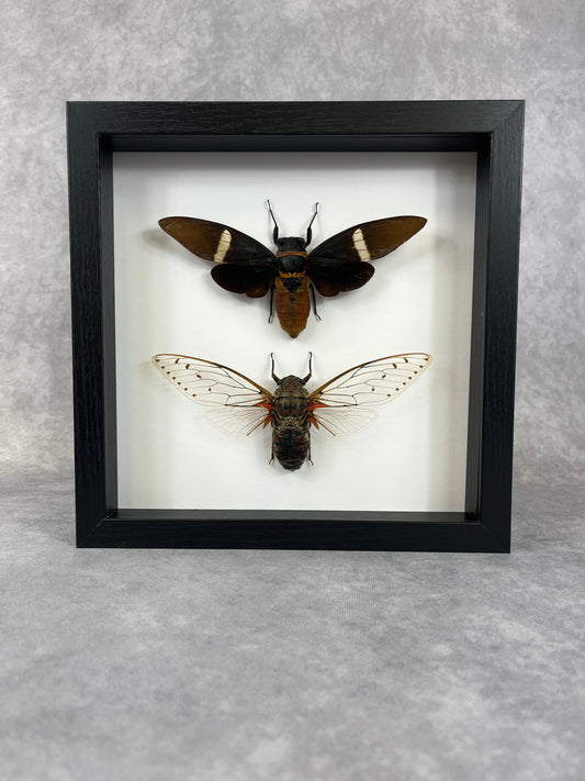 Cicada - Pomponia intermedia & Tosena faciata