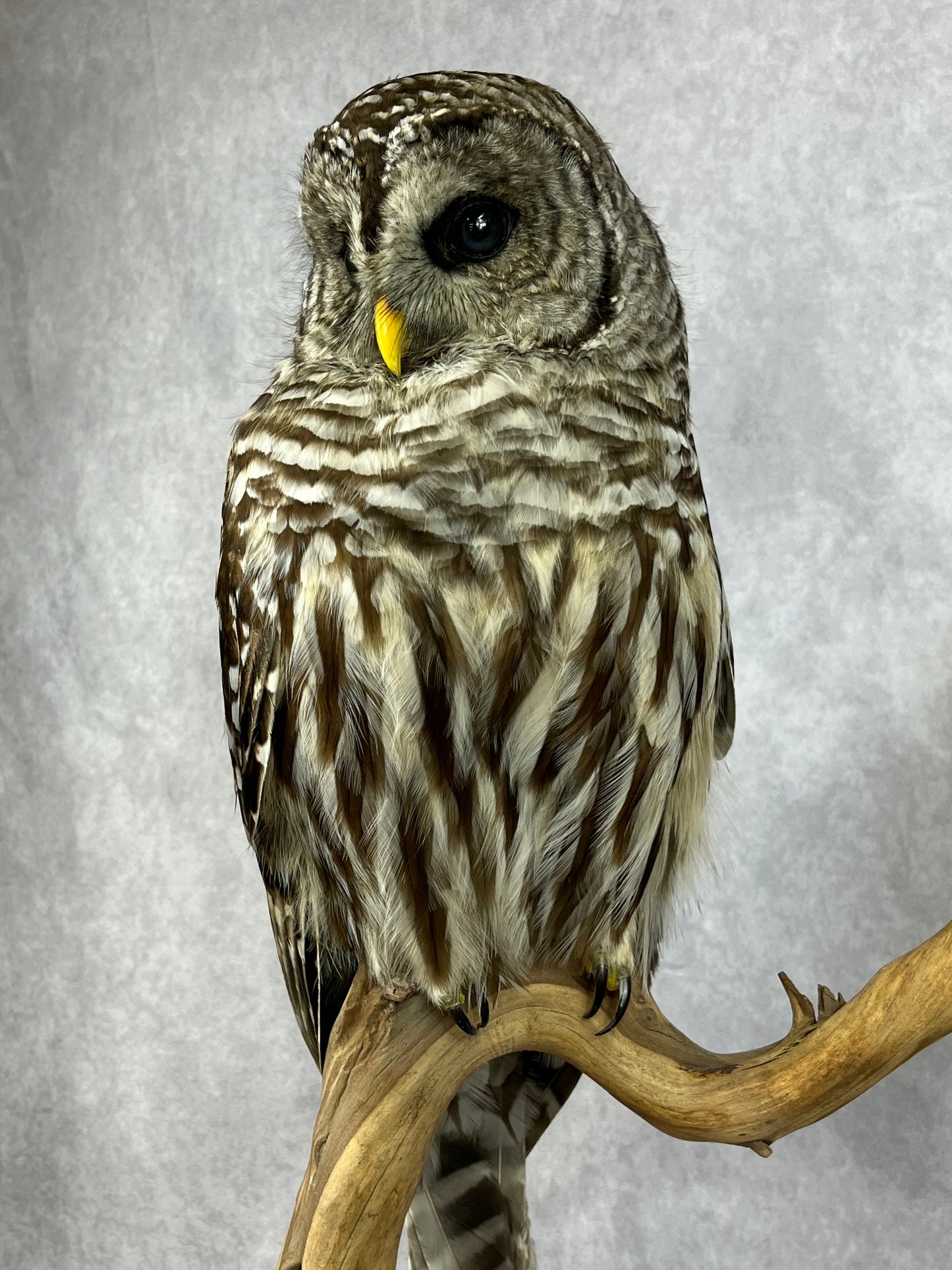Taxidermy - Barred Owl