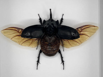 Beetle - Trichogomphus simson