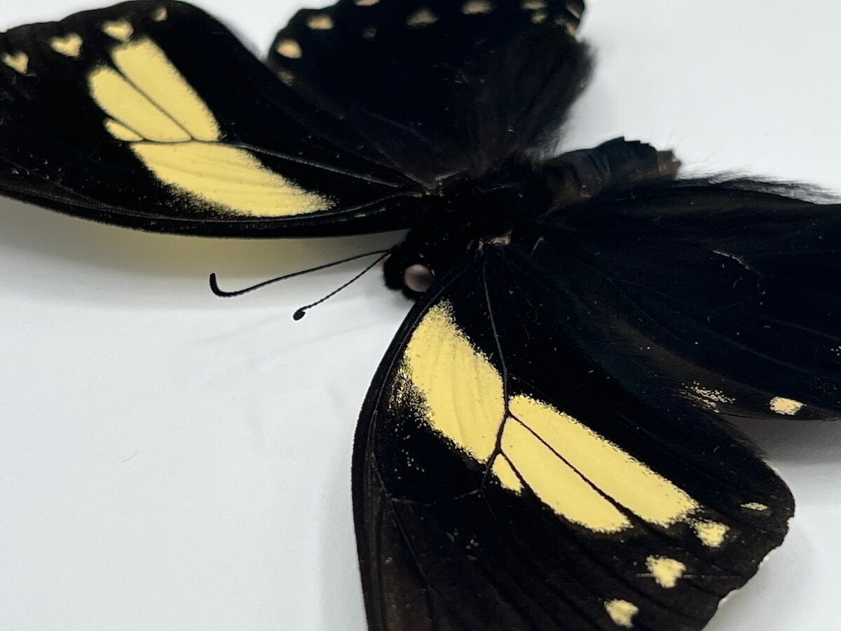 Butterfly - Papilio aristeus bitias