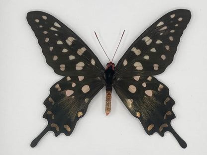 Butterfly - Pharmacophagus antenor