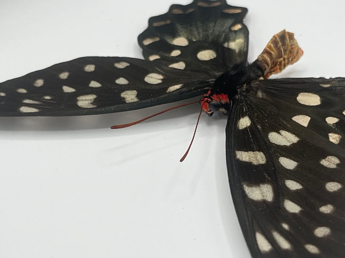Butterfly - Pharmacophagus antenor