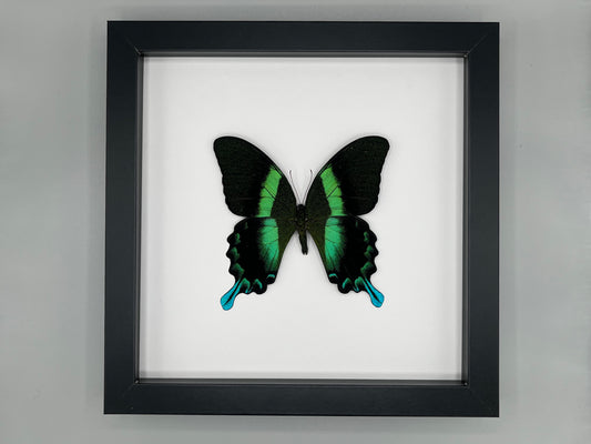 Butterfly - Papilio blumei