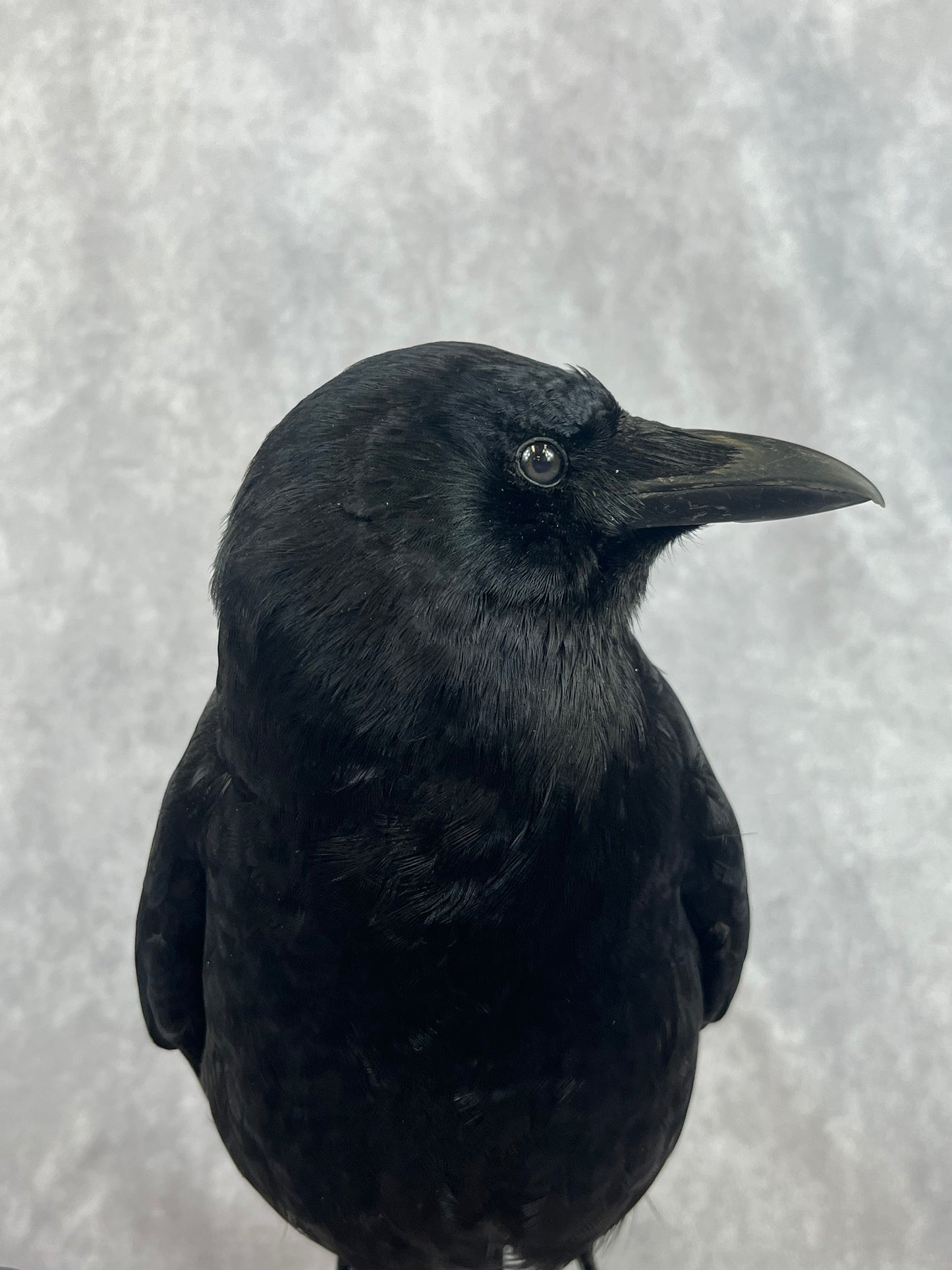 Crow on Skeleton Key