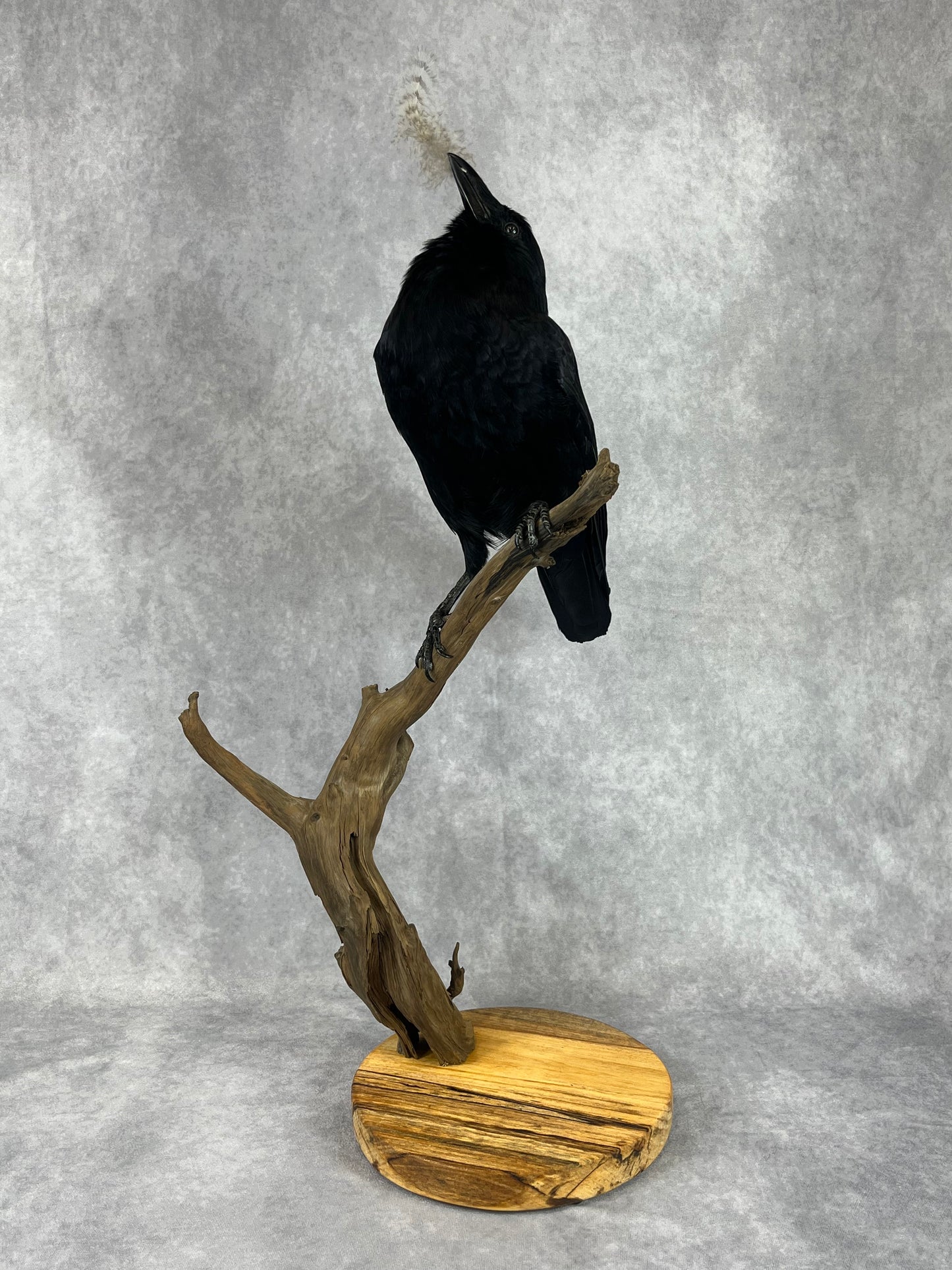 Taxidermy - Crow with Owl Feather