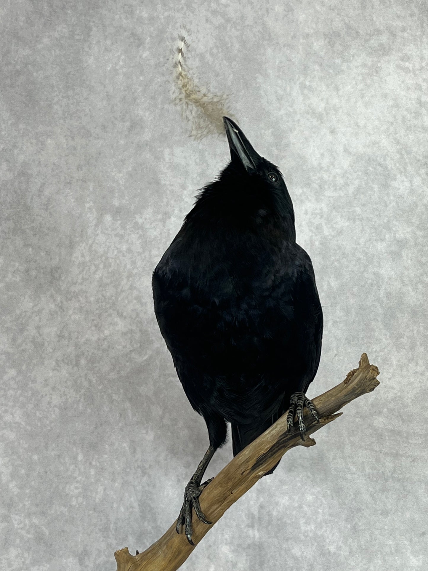 Taxidermy - Crow with Owl Feather