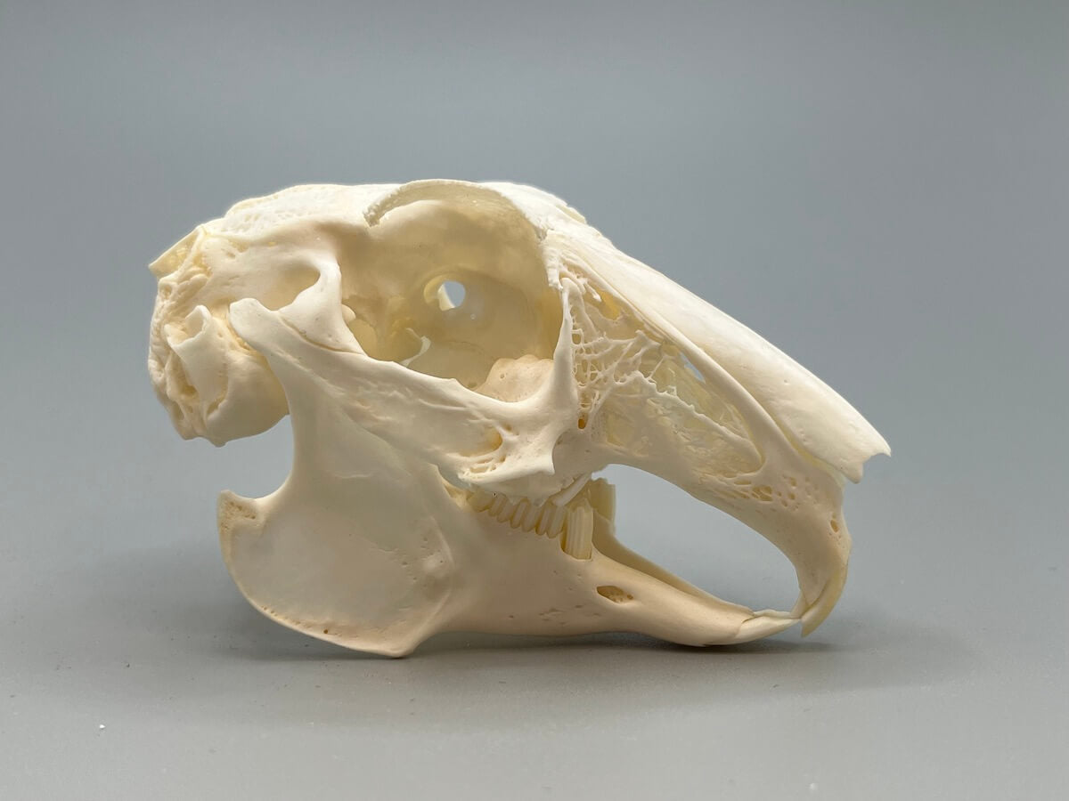 Skull - Domestic Rabbit