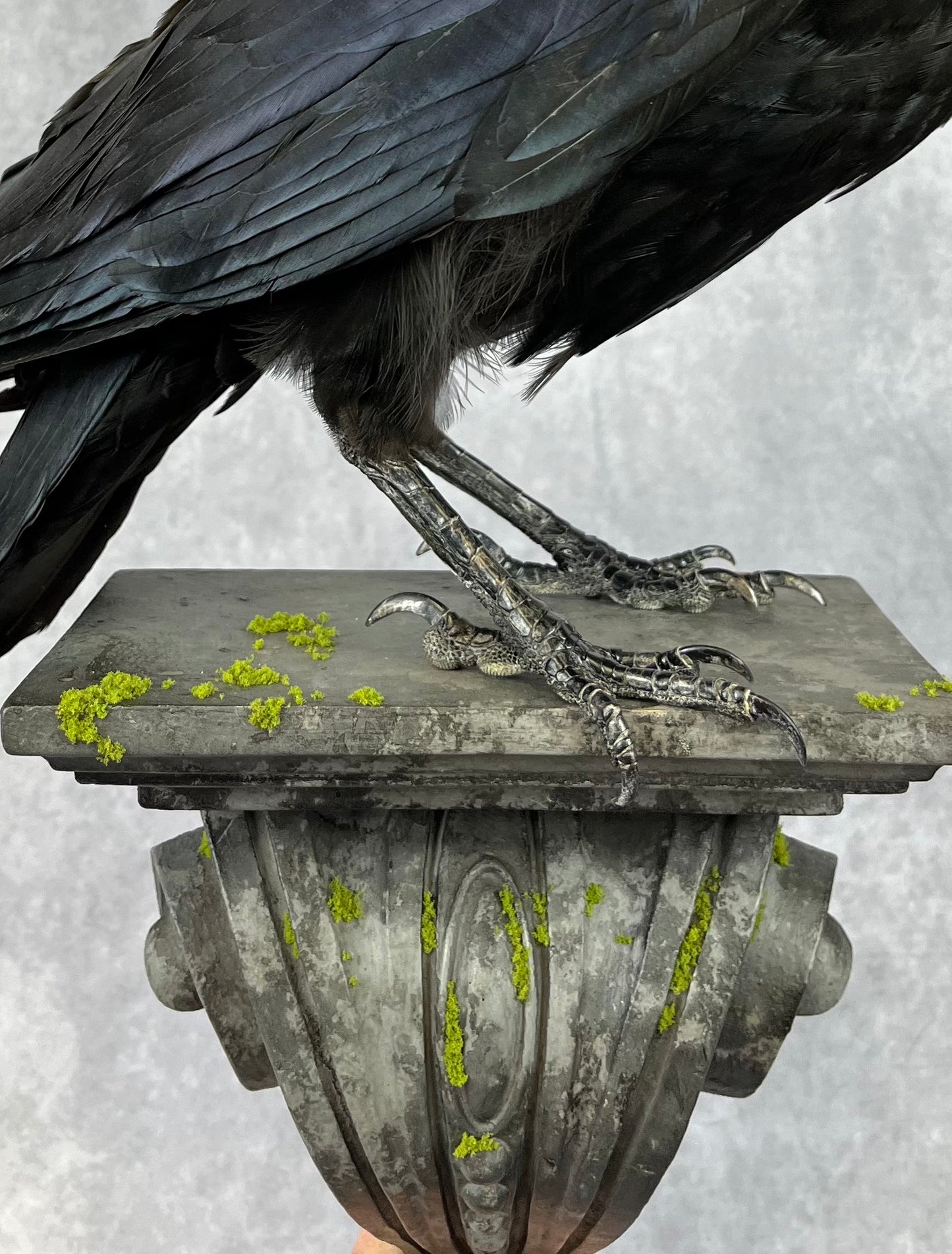 Taxidermy - Raven