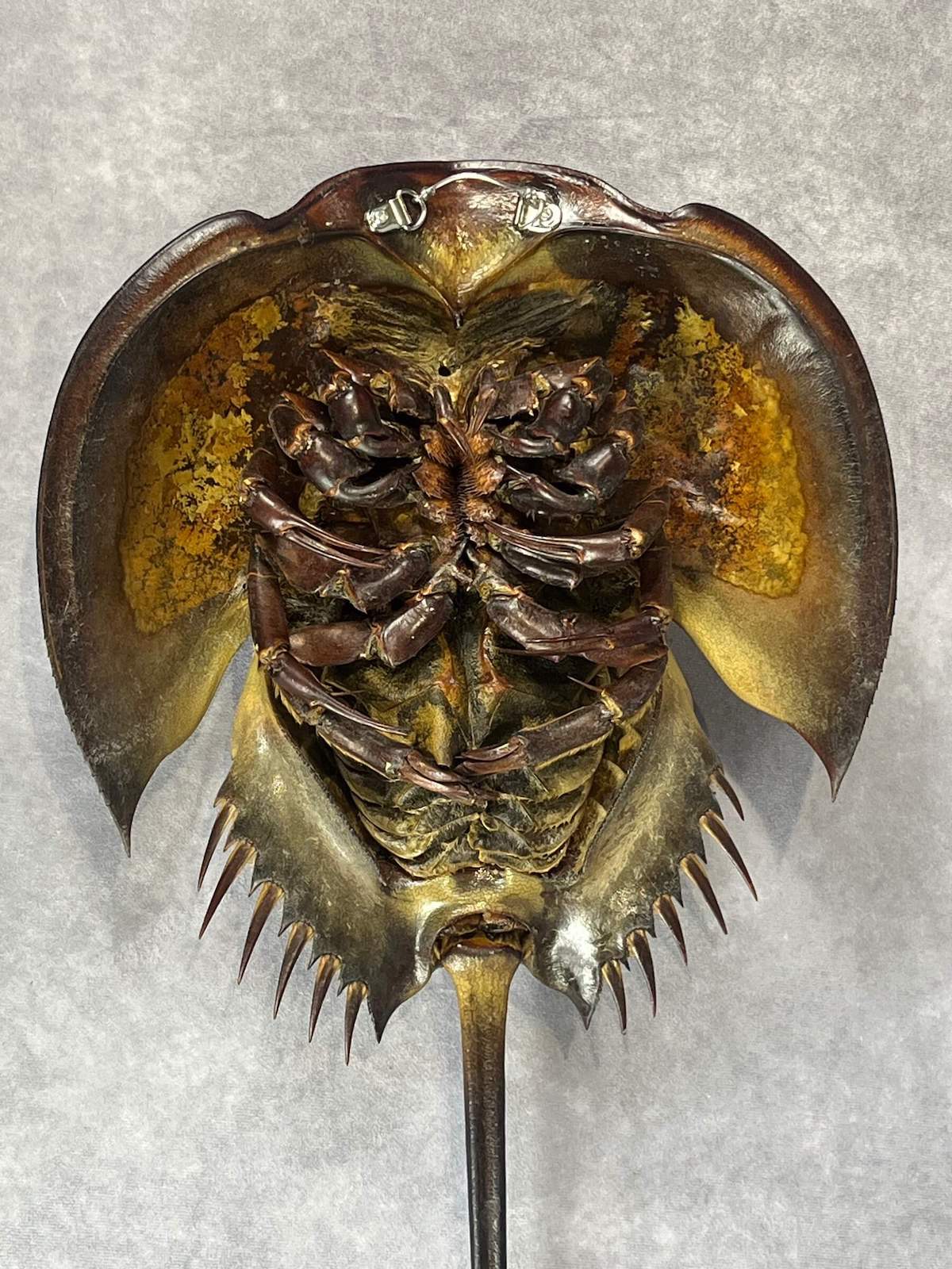 Horseshoe Crab - 24" Male