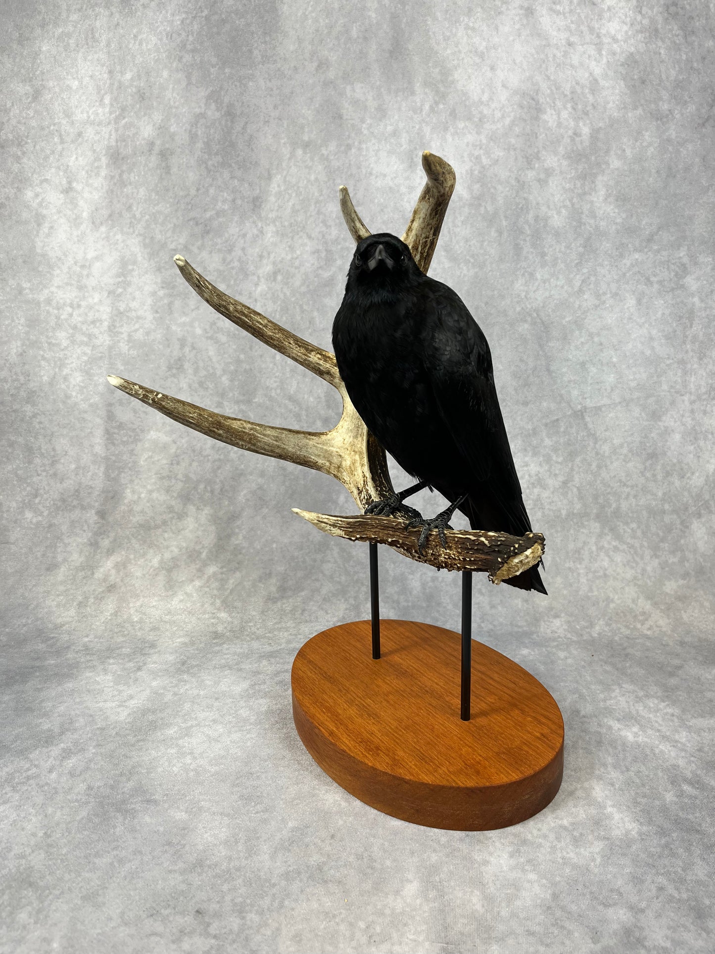 Taxidermy - Crow on Antler