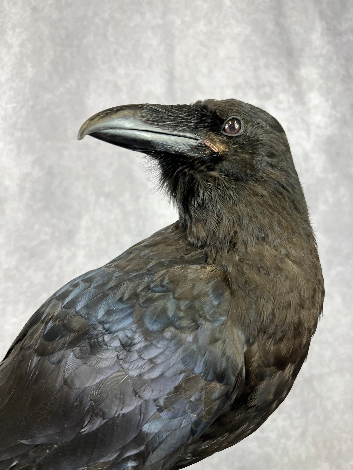 Taxidermy - Raven