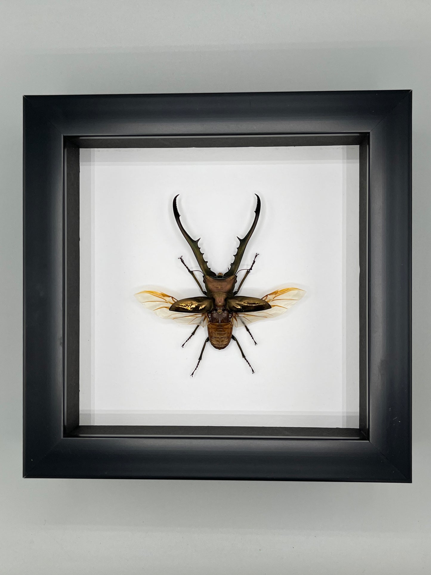 Beetle - Metallic Stag