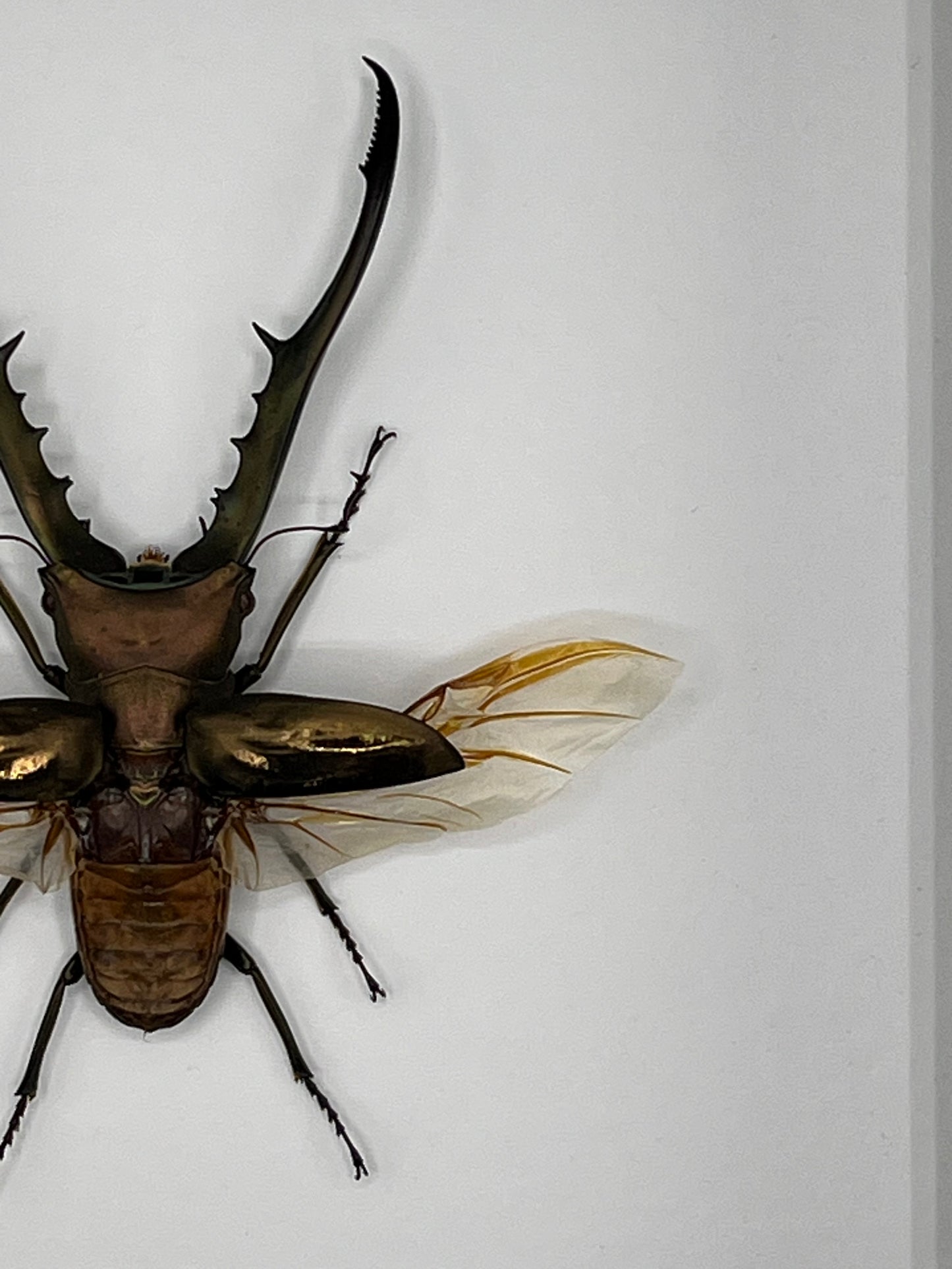 Beetle - Metallic Stag