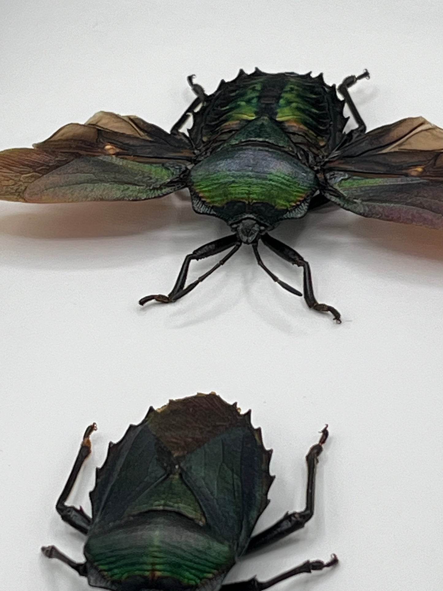 Serracarpona celebensis pair