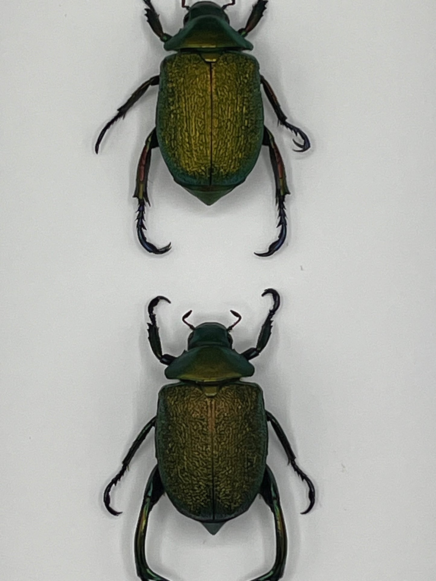 Beetle - Chrysophora chrysochlora pair