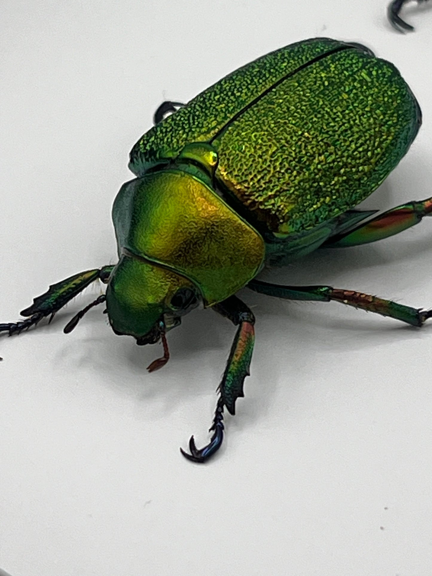 Beetle - Chrysophora chrysochlora pair