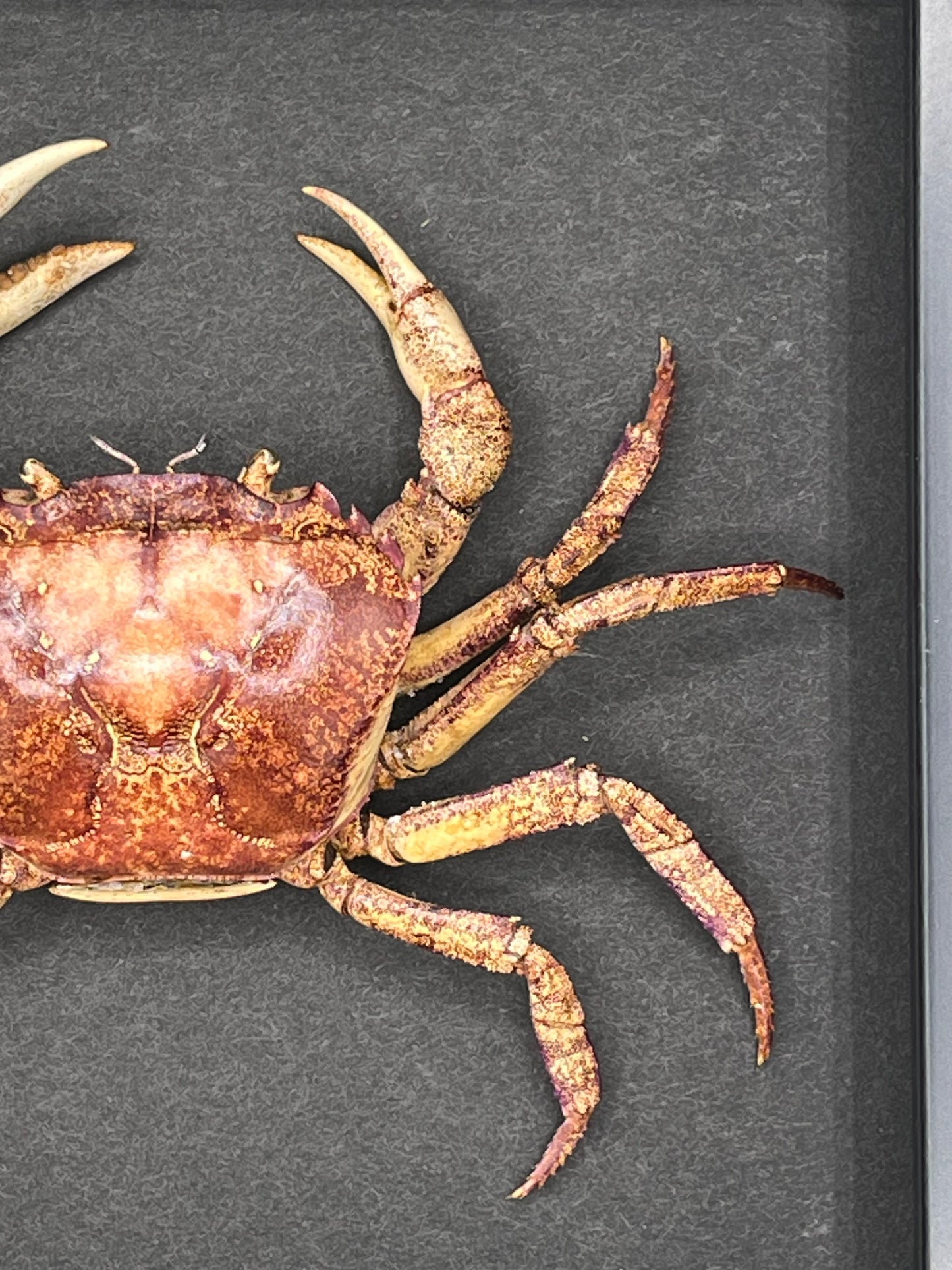Crab - Thai Land Crab