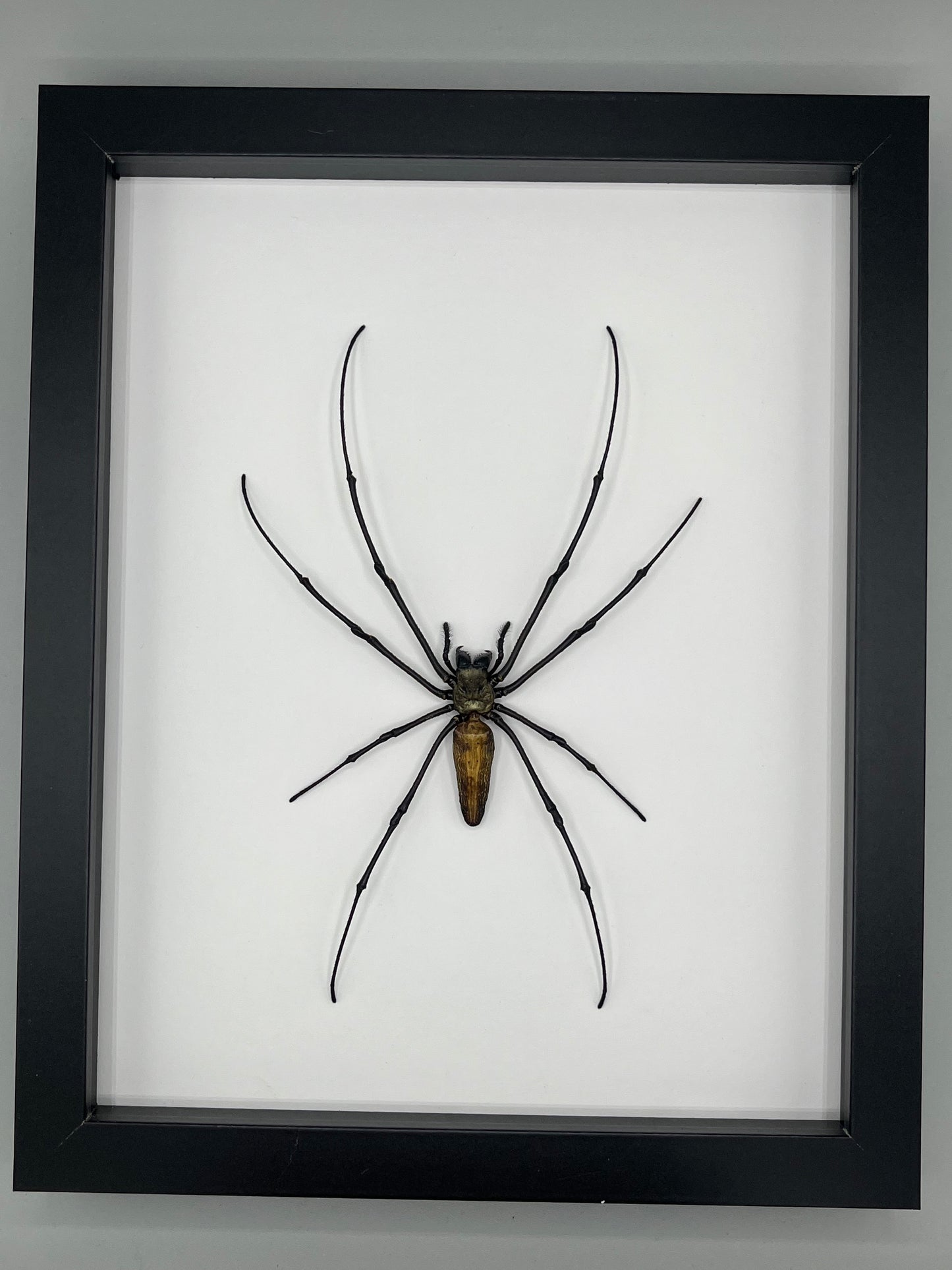 spider - Nephila pilipes