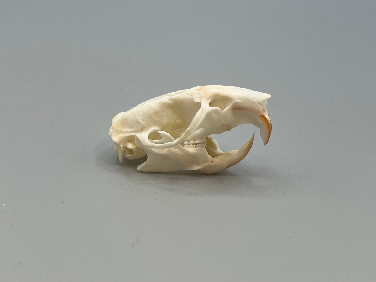 Skull - Muskrat