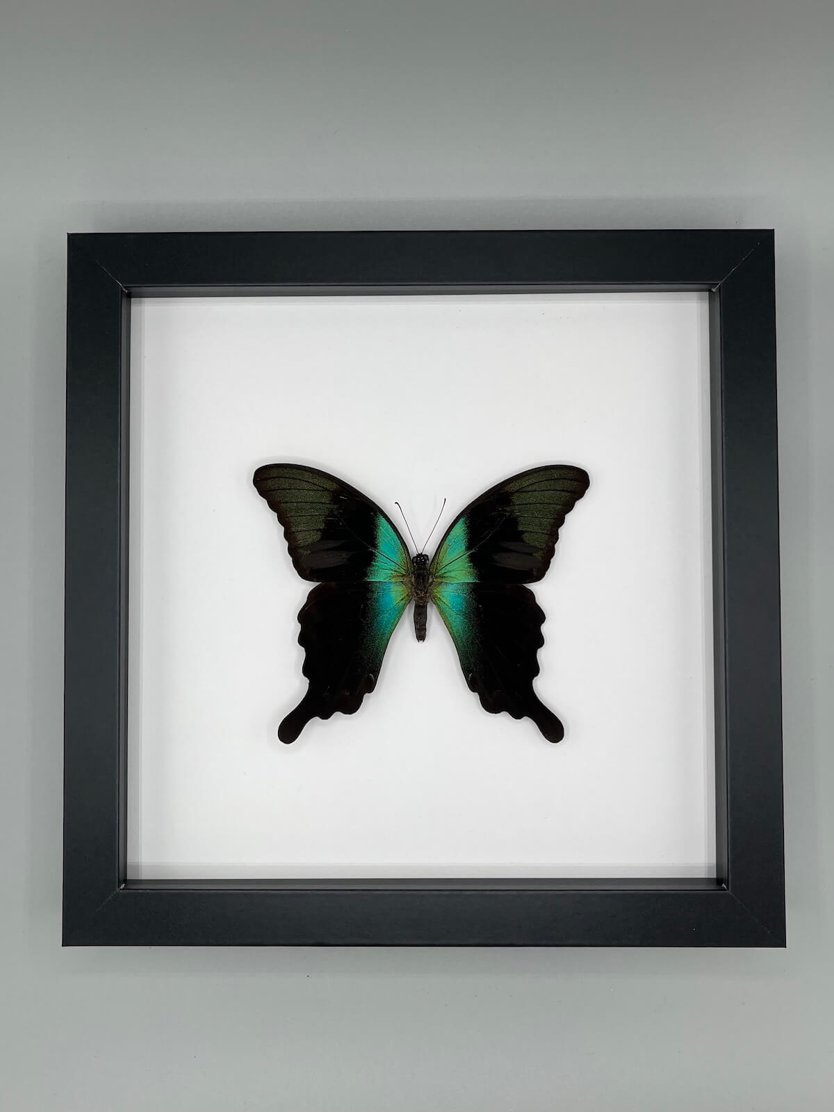 Butterfly - Papilio peranthus insulicola