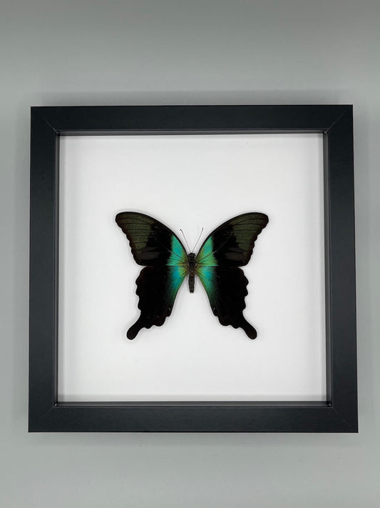 Butterfly - Papilio peranthus insulicola