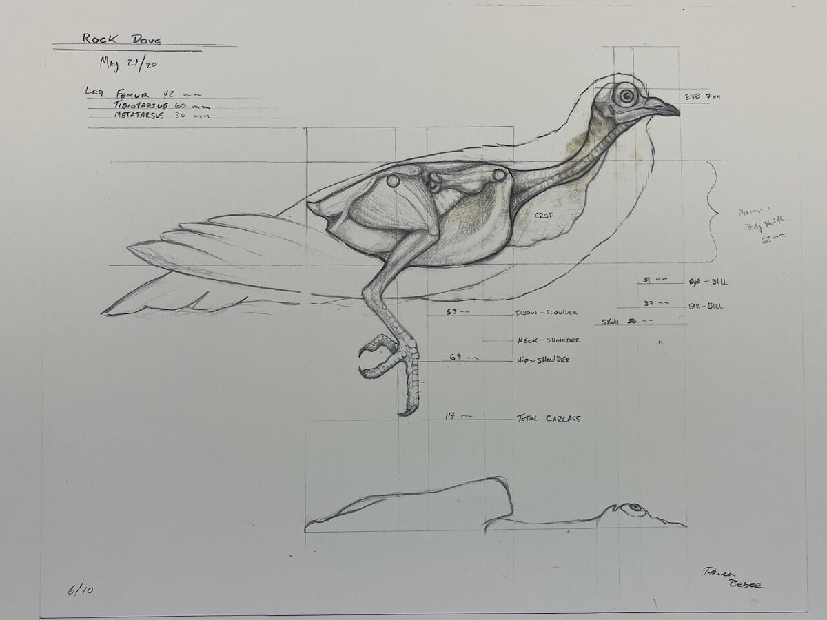 Pigeon - Rock Dove Schematic Print 16x20