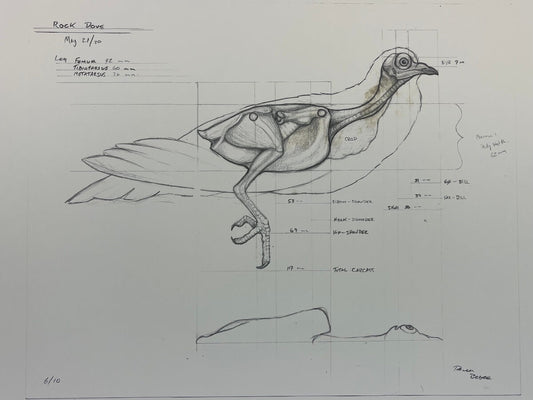 Pigeon - Rock Dove Schematic Print 16x20