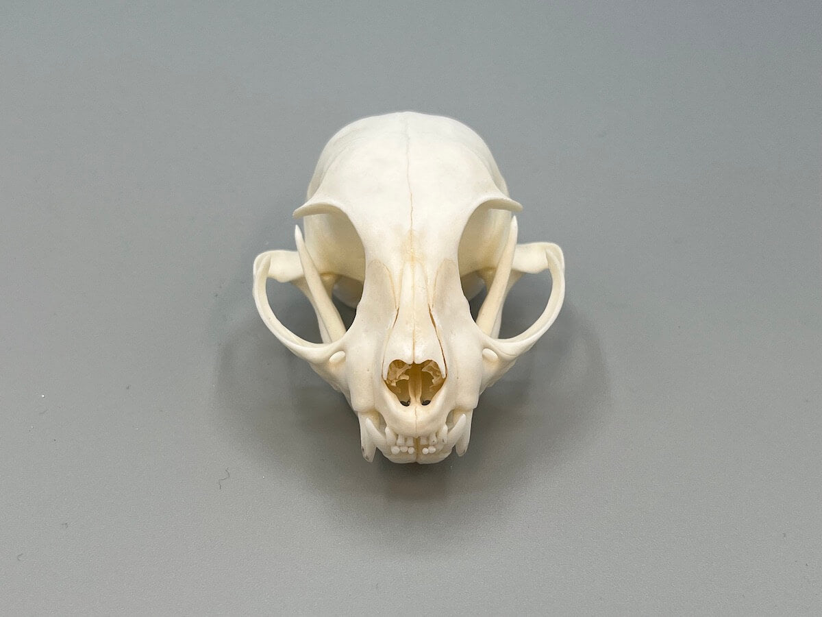 Skull - Pine Marten