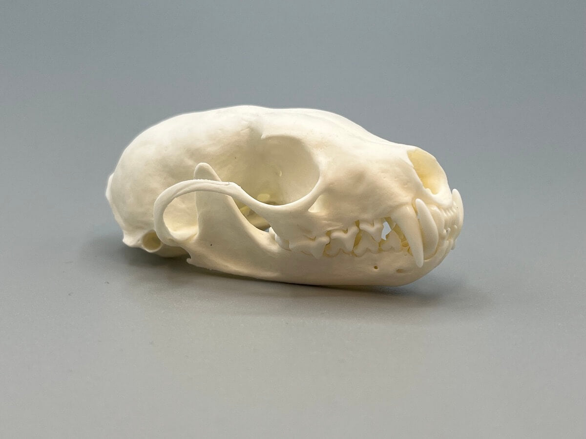 Skull - Pine Marten