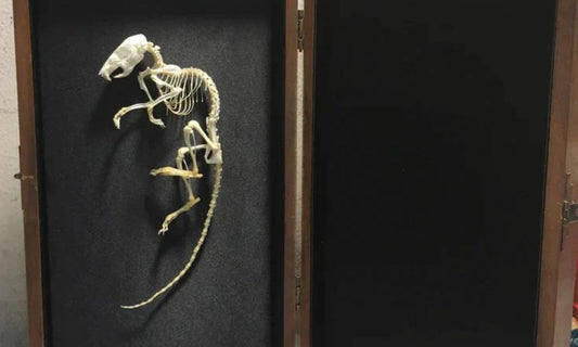 Rat Skeleton in Wooden Box