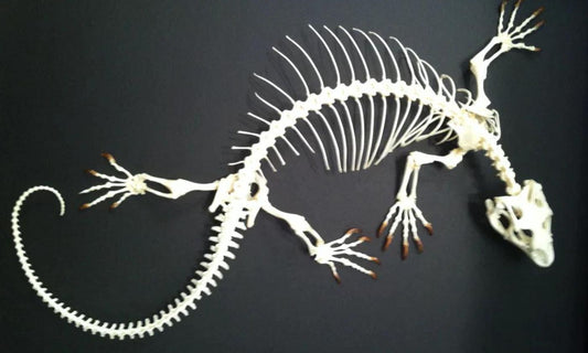 Monitor Lizard Skeleton