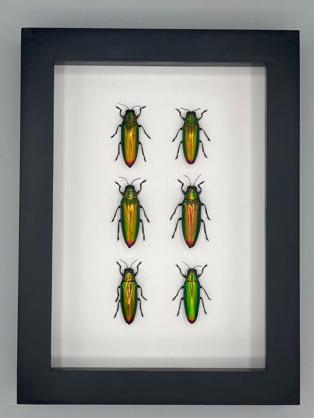 Beetle - 6 Chrysochroa fulminans