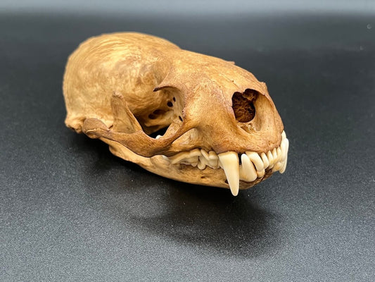 Skull - Northern River Otter - Antiqued