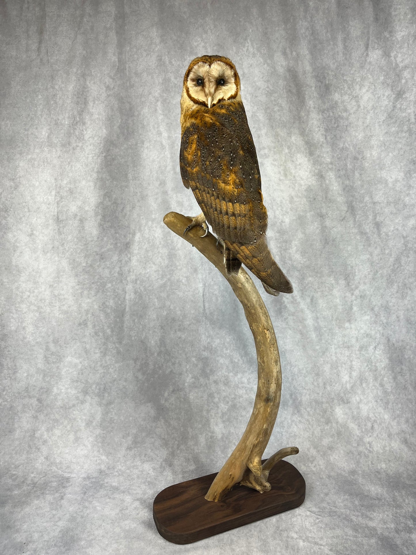 Barn owl on Crescent Branch
