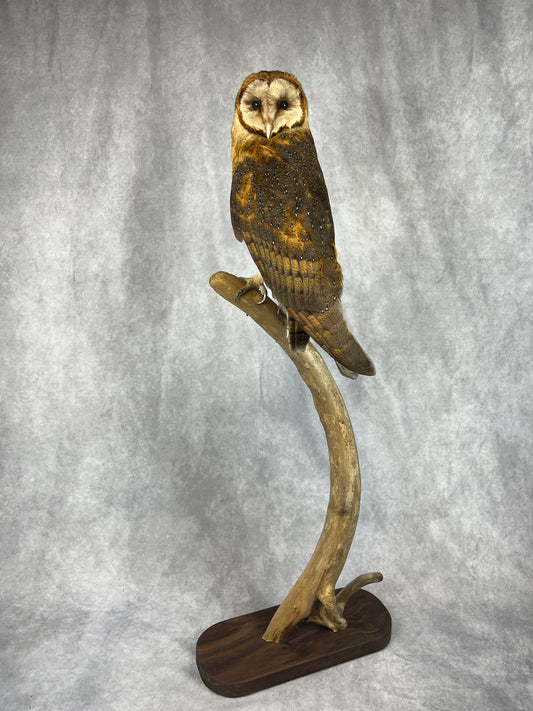 Barn owl on Crescent Branch