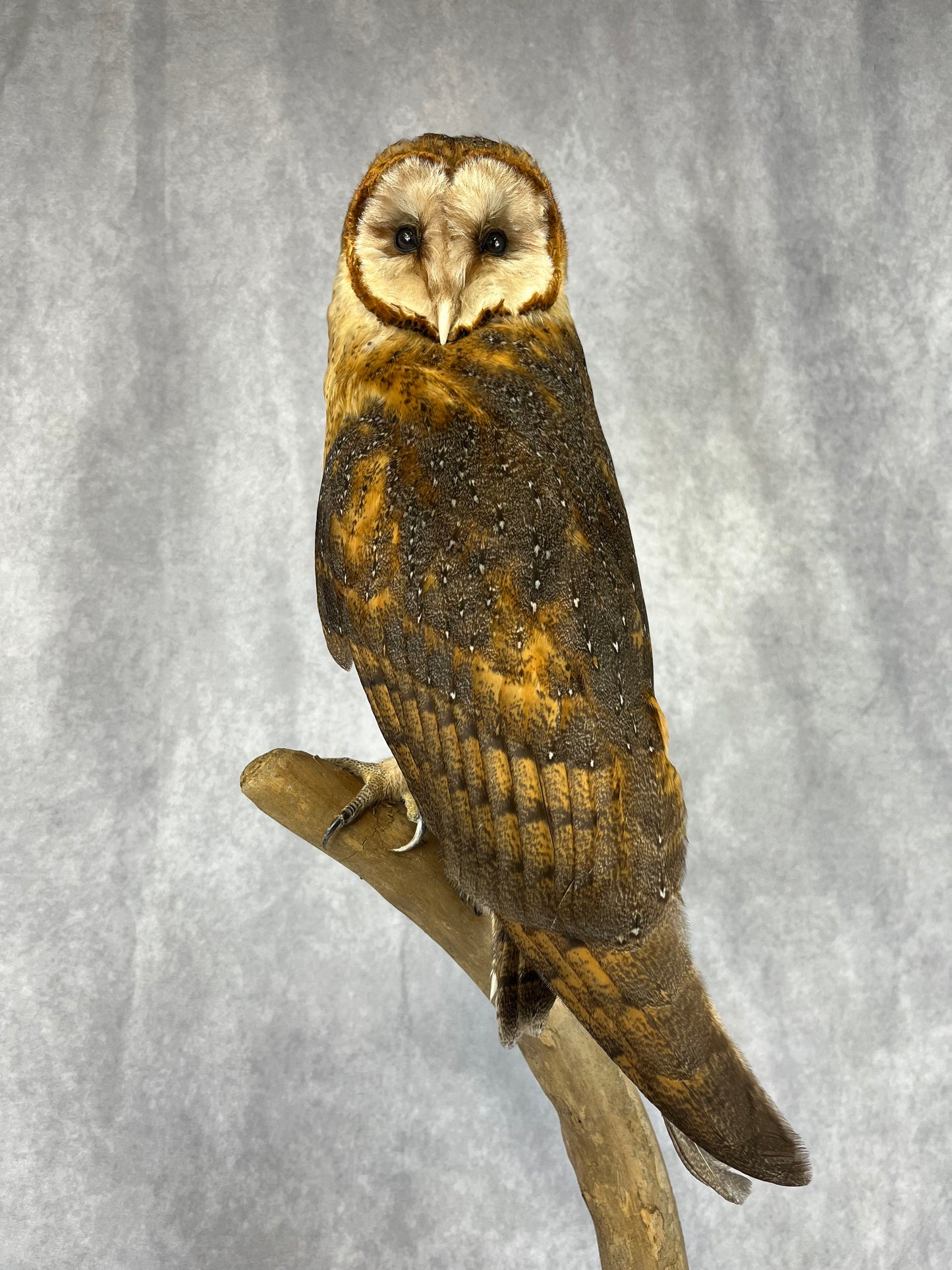 Barn owl on Crescent Branch