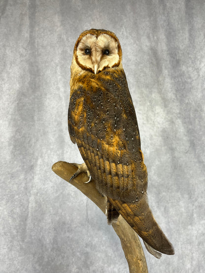 Barn owl on Crescent Branch