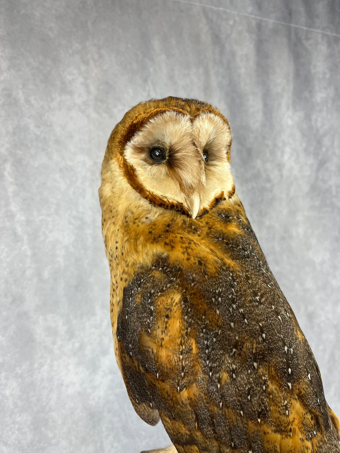 Barn owl on Crescent Branch