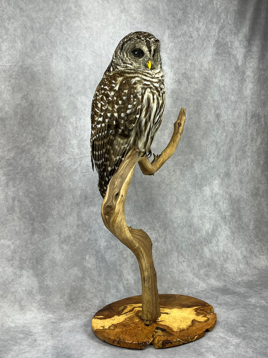 Taxidermy - Barred Owl