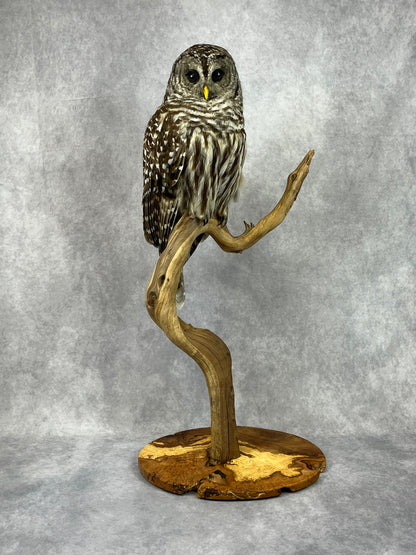 Taxidermy - Barred Owl