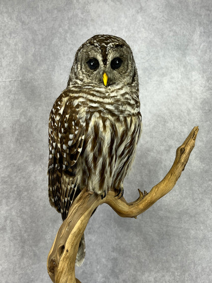 Taxidermy - Barred Owl
