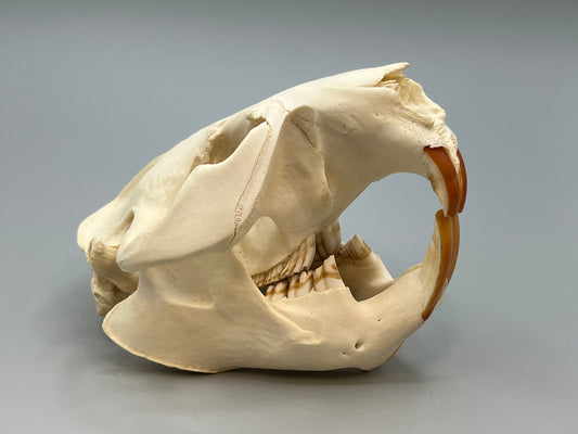 Skull - Beaver Large