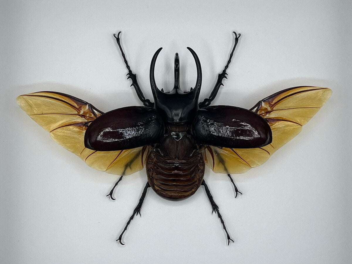 Beetle - Chalcosoma caucasus