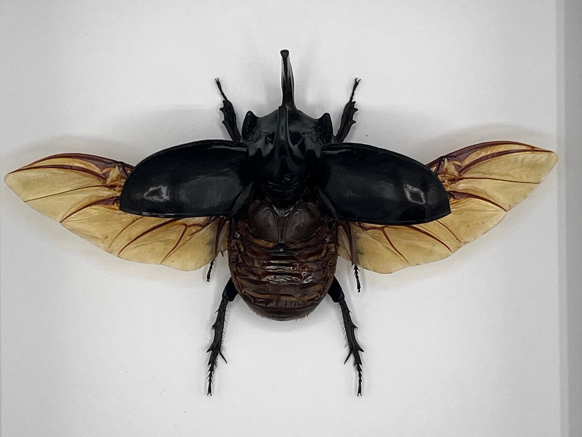 Beetle - Trichogomphus simson