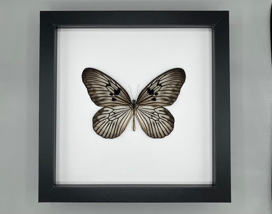 Butterfly - Idea blanchardi