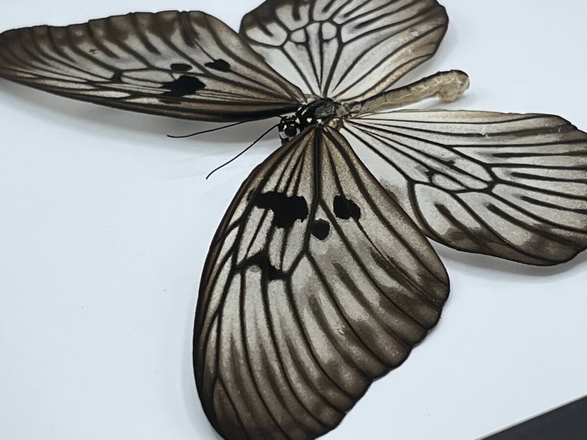 Butterfly - Idea blanchardi