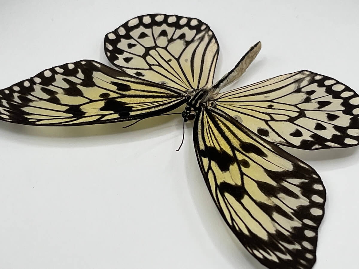 Butterfly - Idea leuconoe obscura