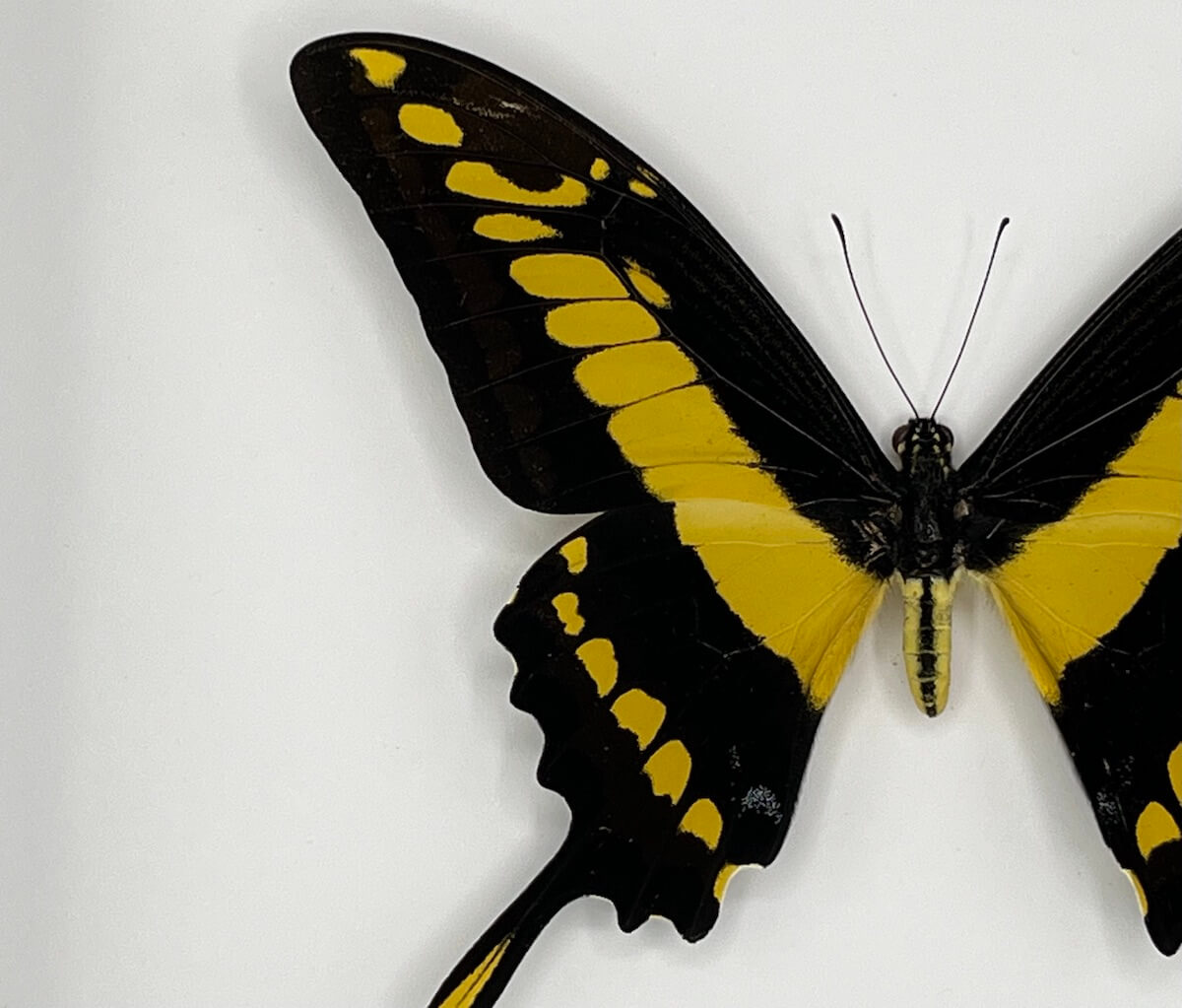Butterfly - Papilio thoas cinyras