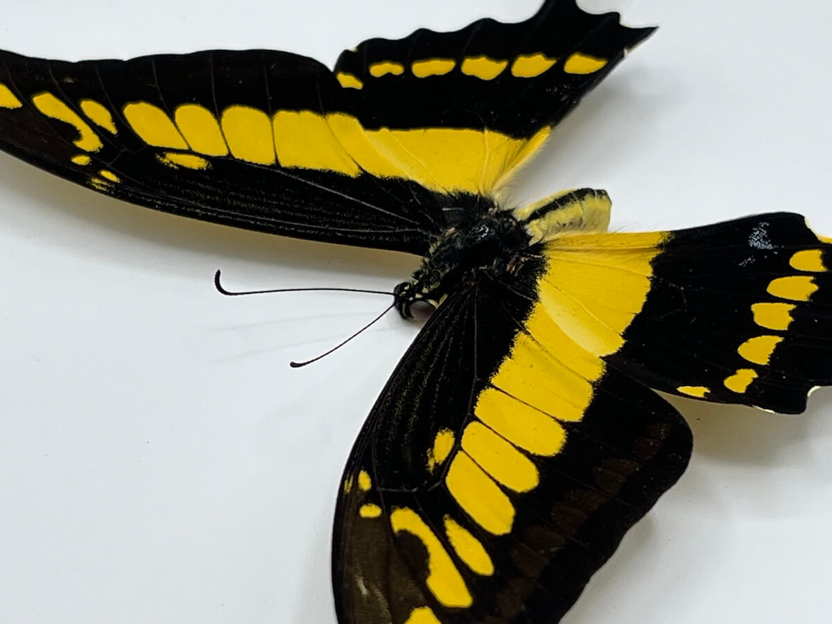Butterfly - Papilio thoas cinyras