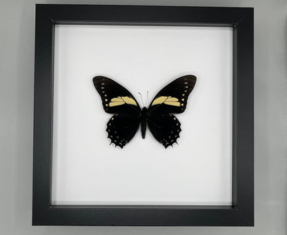 Butterfly - Papilio aristeus bitias